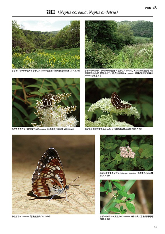 ڤ ष⥷꡼10 ܤΥۥߥ ںͽʤ