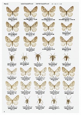 ��ष��������⥷�꡼��11 ���ܤ��߼ܲ� ������ڤ�ޤ��������Ǥ�̤��Ǥ���
