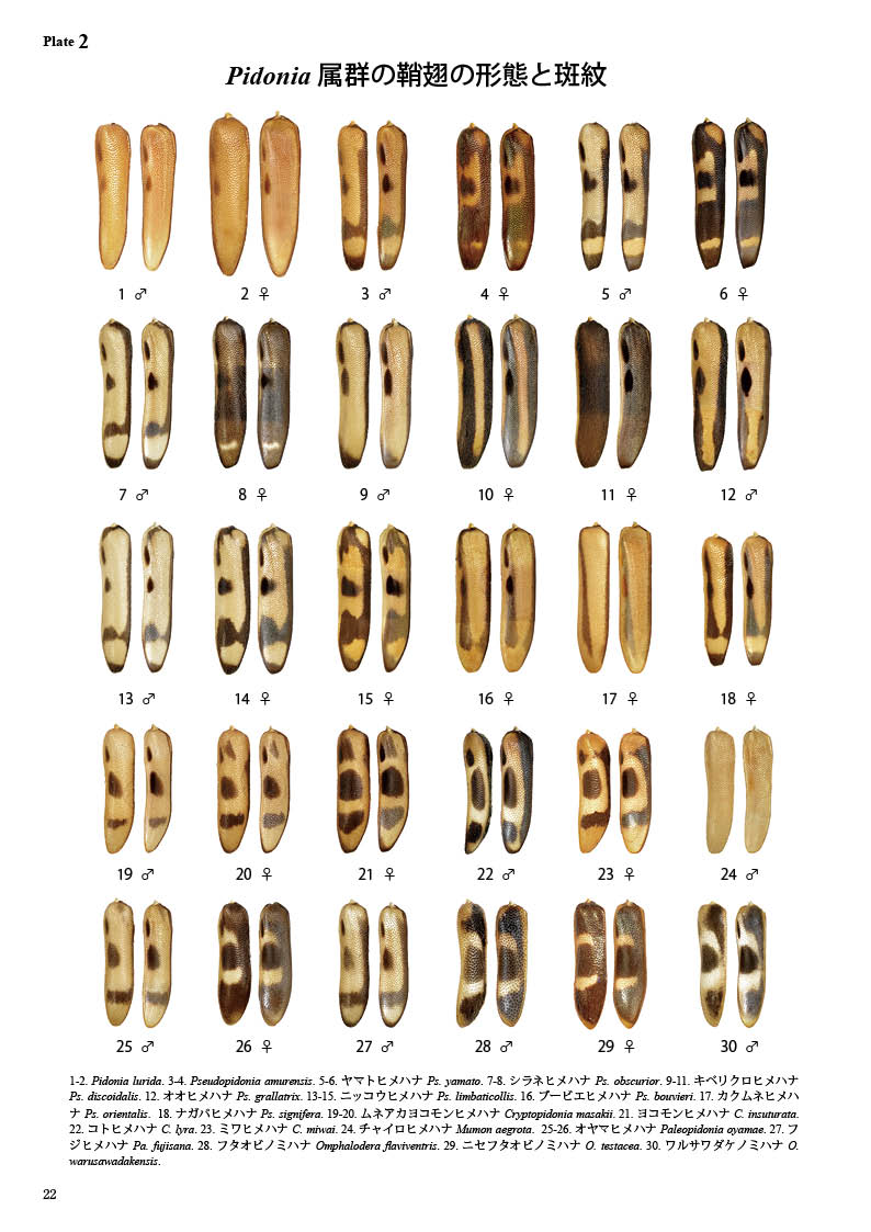 ष⥷꡼15 ܤΥҥϥʥߥ