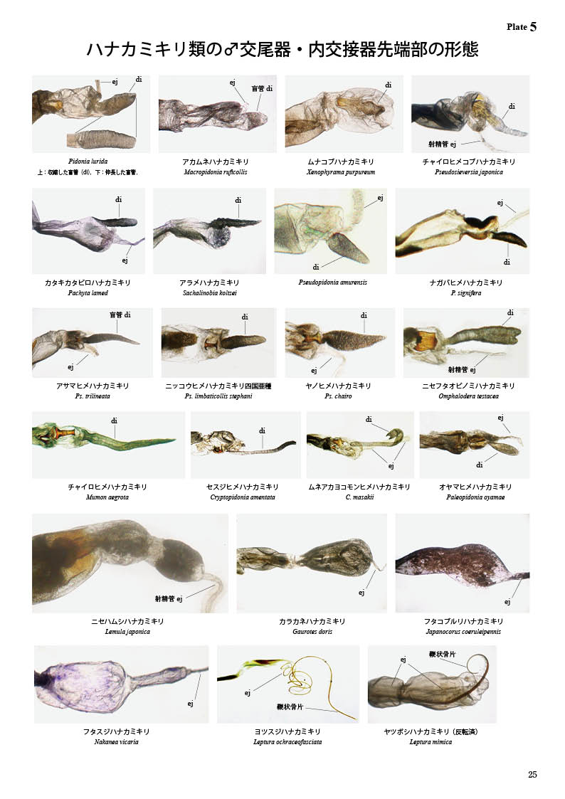 ष⥷꡼15 ܤΥҥϥʥߥ