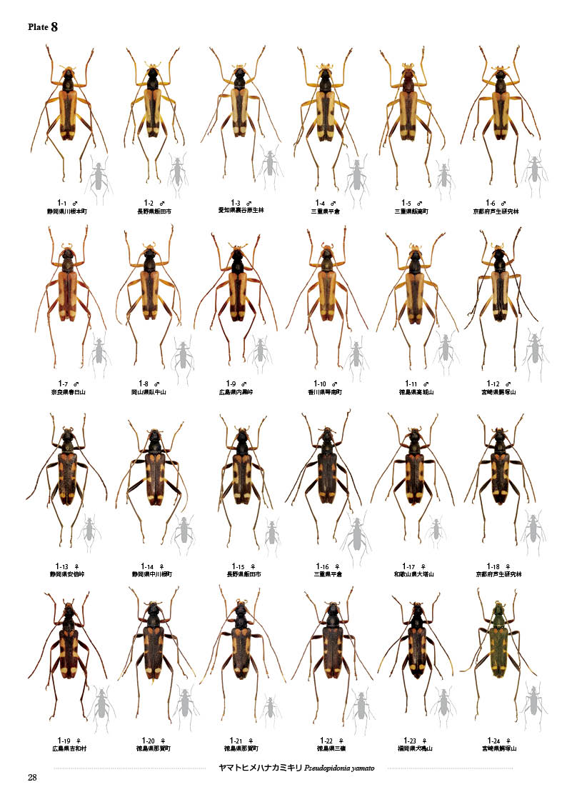 ष⥷꡼15 ܤΥҥϥʥߥ