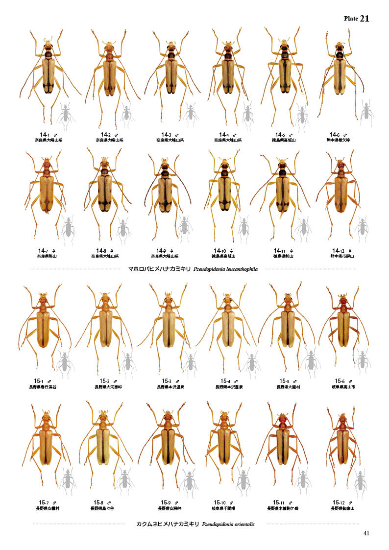 ष⥷꡼15 ܤΥҥϥʥߥ