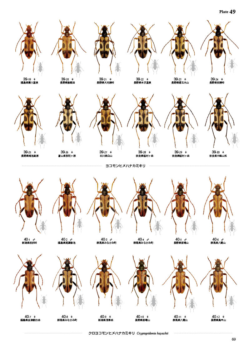 ष⥷꡼15 ܤΥҥϥʥߥ