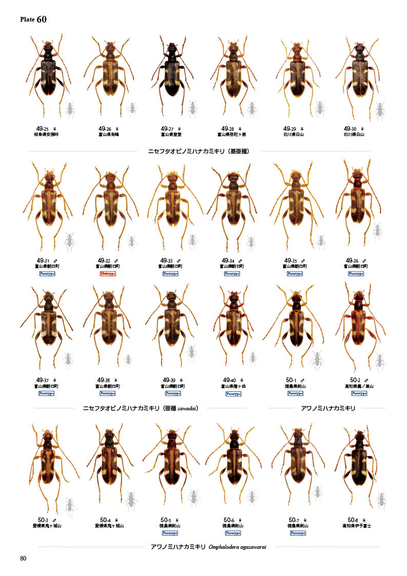 ष⥷꡼15 ܤΥҥϥʥߥ