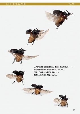 ष⥷꡼12 ܤΥͤ