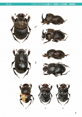 ष⥷꡼12 ܤΥͤ