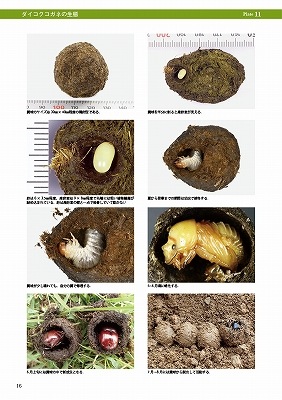 ष⥷꡼12 ܤΥͤ