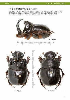 ष⥷꡼12 ܤΥͤ