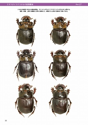 ष⥷꡼12 ܤΥͤ