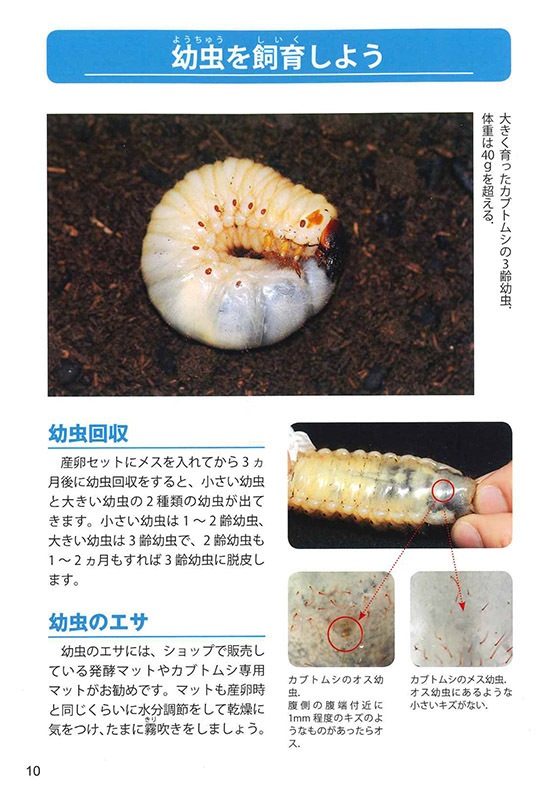 ���ƻ������ܤΥ��֥ȥॷ