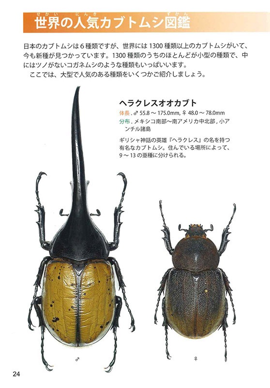 ���ƻ������ܤΥ��֥ȥॷ