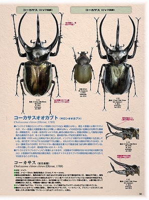 BE-KUWA NO.67ں߸˶Ͼ