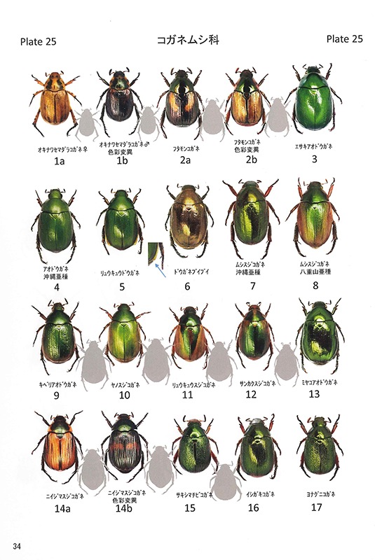 �������޴� Beetles of Okinawa