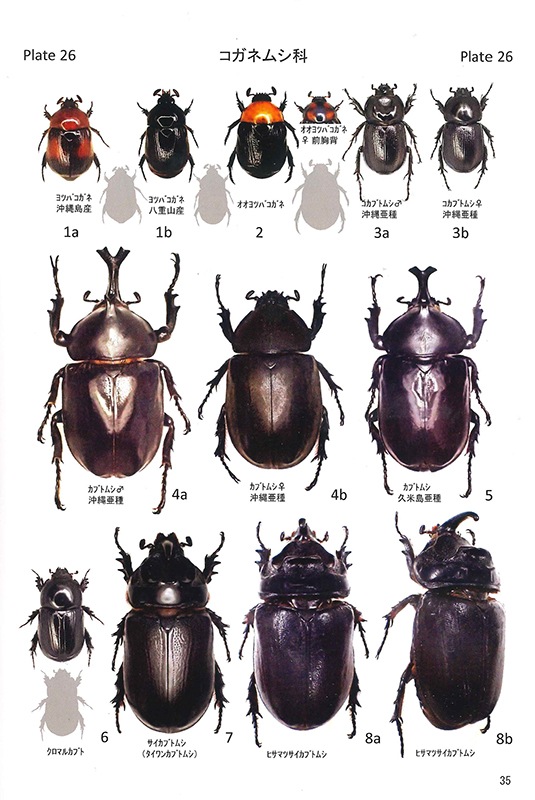 �������޴� Beetles of Okinawa