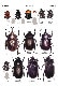 �������޴� Beetles of Okinawa