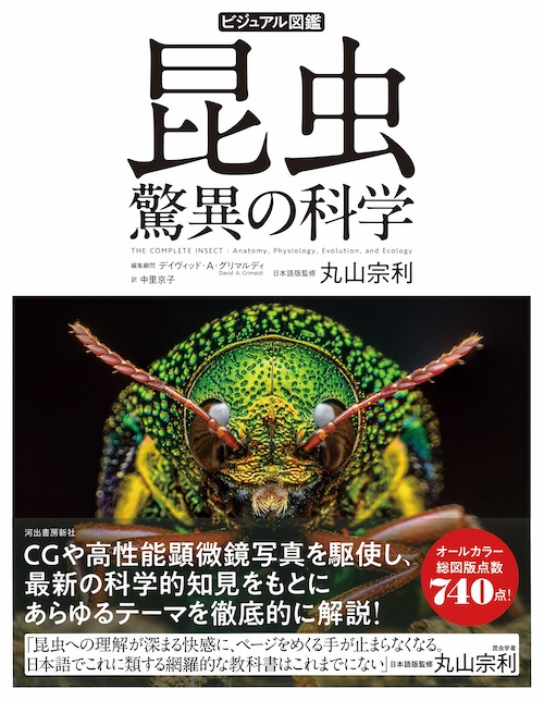 �ӥ��奢��޴� ���� ���Ҥβʳ�