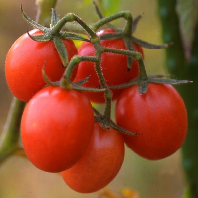 (NLS)国産ミニトマト(ブラジルミニ)約30粒