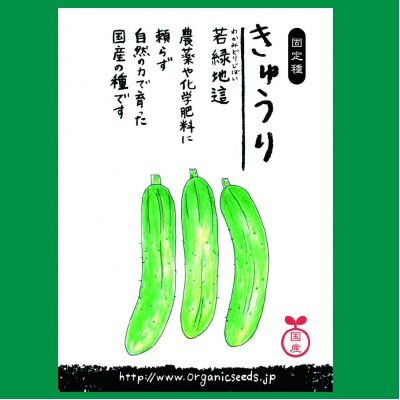 (NLS)国産きゅうり(若緑地這)約10粒