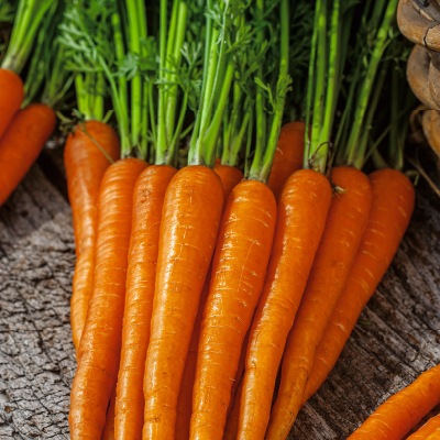 (NLS)ヴィヴァス有機種子ニンジン(ナンテス)約200粒