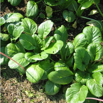 (NLS)国産小松菜(新戒青菜)約500粒