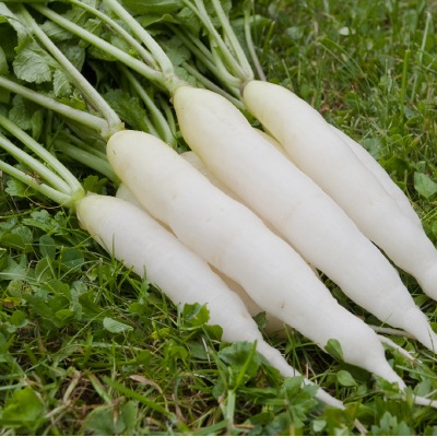 (NLS)ヴィヴァス有機種子ダイコン約30粒