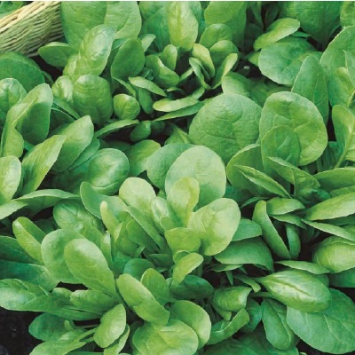 (NLS)ヴィヴァス有機種子ホウレンソウ(バタフライ)約50粒