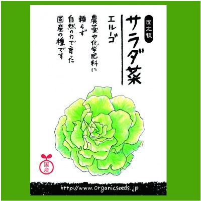(NLS)国産サラダ菜(エルーゴ)約300粒