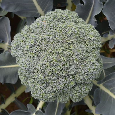 (NLS)ヴィヴァス有機種子ブロッコリー(カリナロ)約60粒