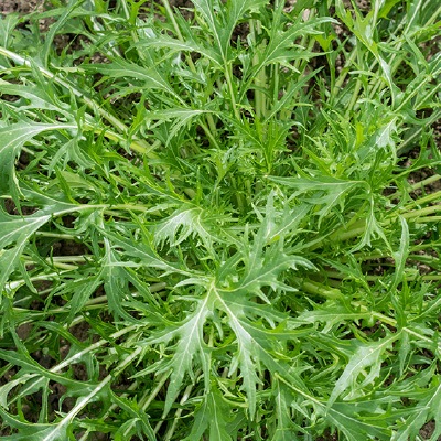 (NLS)ヴィヴァス有機種子ミズナ約150粒