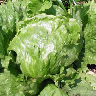 (NLS)国産レタス(ロックウェル)約120粒