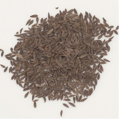 (NLS)国産レタス(ロックウェル)約120粒