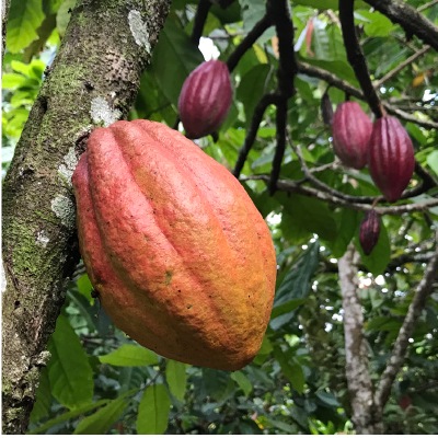 (bjornsted)オーガニックチョコレート･ダーク85％100g