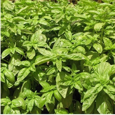 (NLS)ジェネシスシード有機種子スィートバジル約280粒