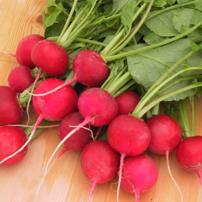 (NLS)ジェネシスシード有機種子ラディッシュ約180粒