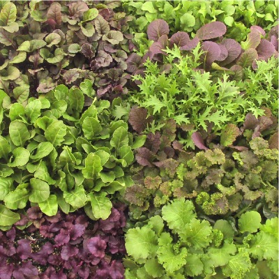 (NLS)ジェネシスシード有機種子ミックスグリーン約200粒