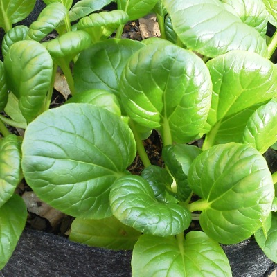 (NLS)ジェネシスシード有機種子ターサイ約430粒