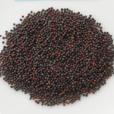 (NLS)ジェネシスシード有機種子ターサイ約430粒