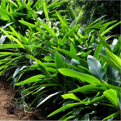 (ボタニカノン)ゲットウ化粧水150ml