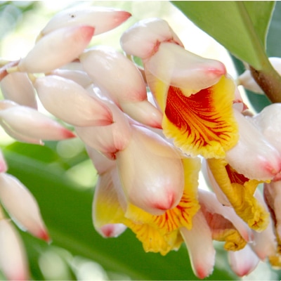 (ボタニカノン)エマルジョン(乳液)100ml