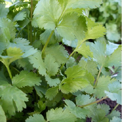 (NLS)ジェネシスシード有機種子コリアンダー(スプリットタイプ)(パクチー)約120粒