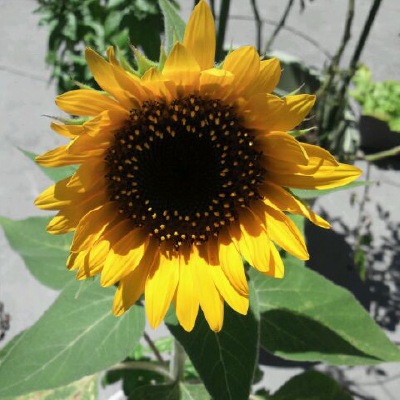 (NLS)ジェネシスシード有機種子ヒマワリ約10粒