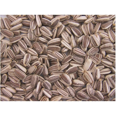 (NLS)ジェネシスシード有機種子ヒマワリ約10粒