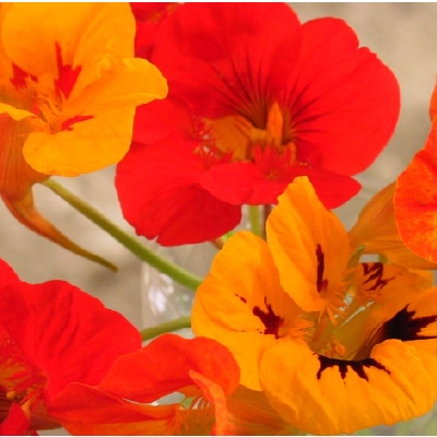 (NLS)ジェネシスシード有機種子ナスタチウム約8粒