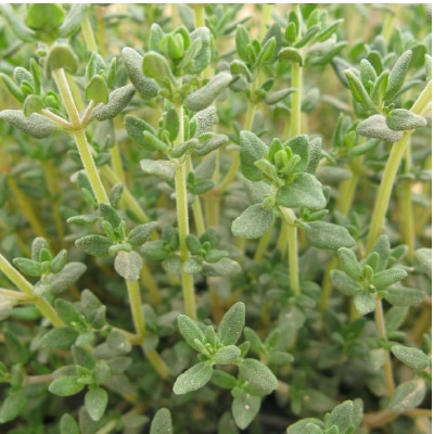 (NLS)ジェネシスシード有機種子タイム約350粒