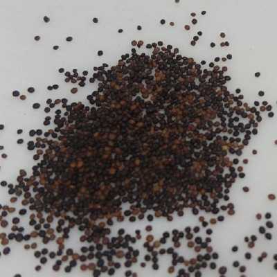 (NLS)ジェネシスシード有機種子タイム約350粒