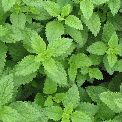 (NLS)ジェネシスシード有機種子レモンバーム約330粒