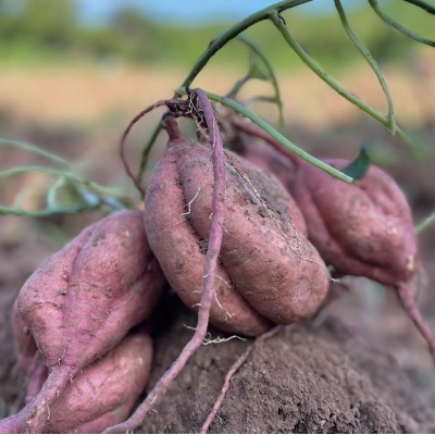 【3月1日までタイムセール】(なちゅらる生活)野菜サクッチ・安納芋チップス28g