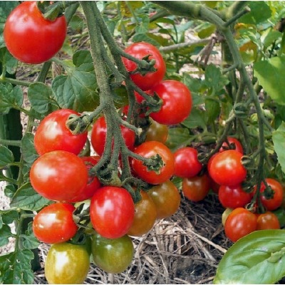 (NLS)国産ミニトマト(交配種)(チャコ)約10粒