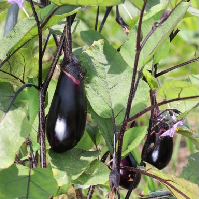 (NLS)国産ナス(交配種)(黒小町)約15粒