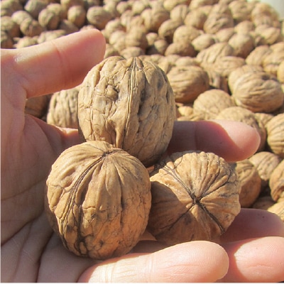 (ノヴァ)有機ナッツ・ウォールナッツ80g